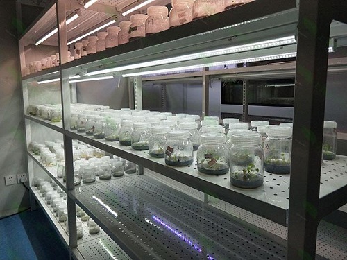 汉中植物组织培养实验室设计建设方案